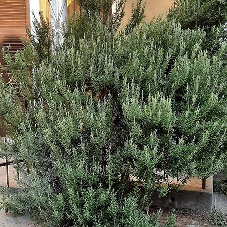 Fresonara  Il Rosmarino 빌라 외부 사진